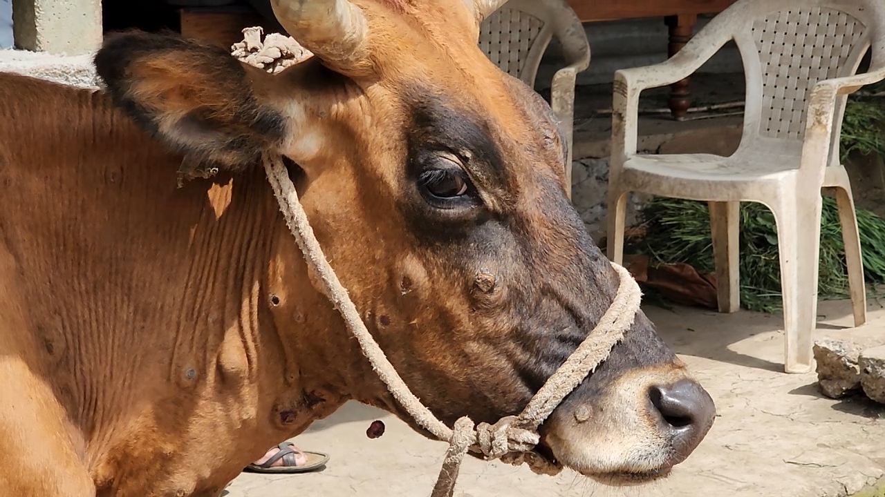 લંપી વાયરસથી 15 પશુઓના મોત