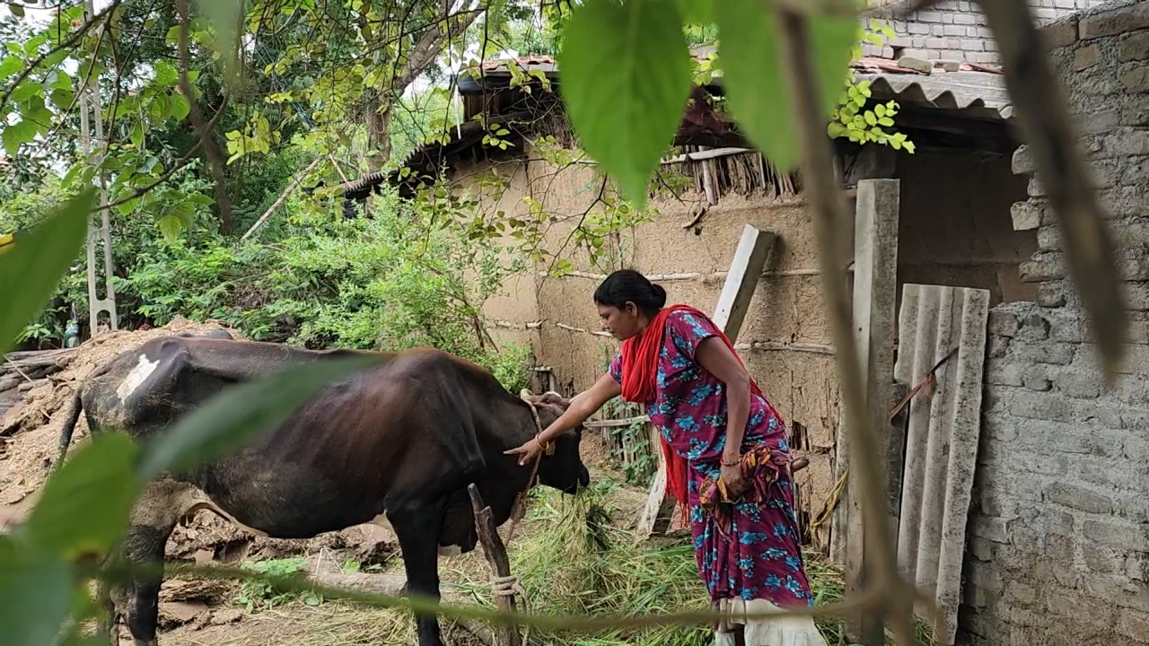 દોઢ લાખ જેટલા પશુઓમાં વાયરસના લક્ષણ