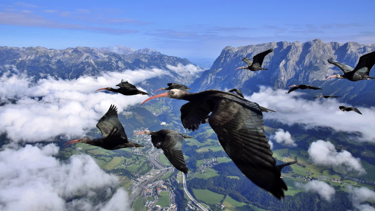 northern-bald-ibis-bird-species-extinct-in-europe-now-it-is-back-humans-must-help-it-migrate