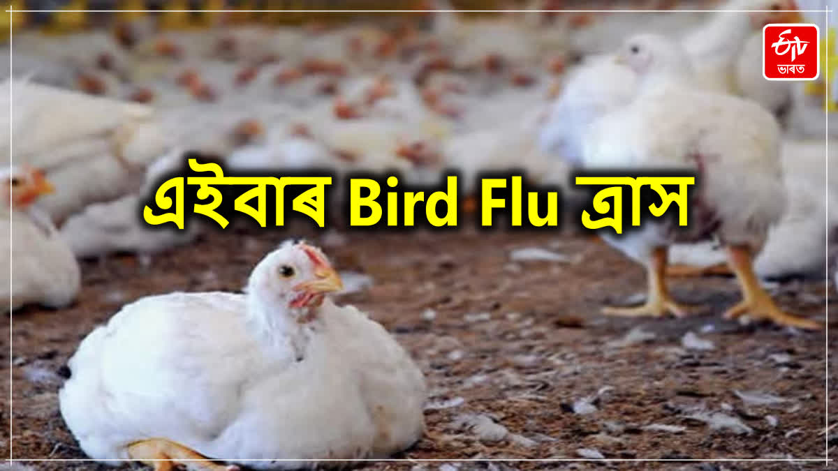 Bird Flu Outbreak In Odisha