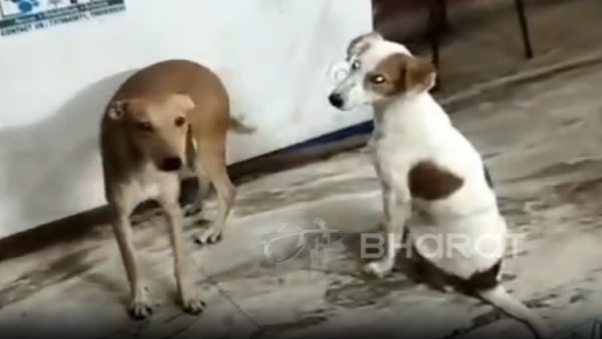 Moti and Jaya were two stray dogs who used to roam in the streets of Varanasi ten months ago