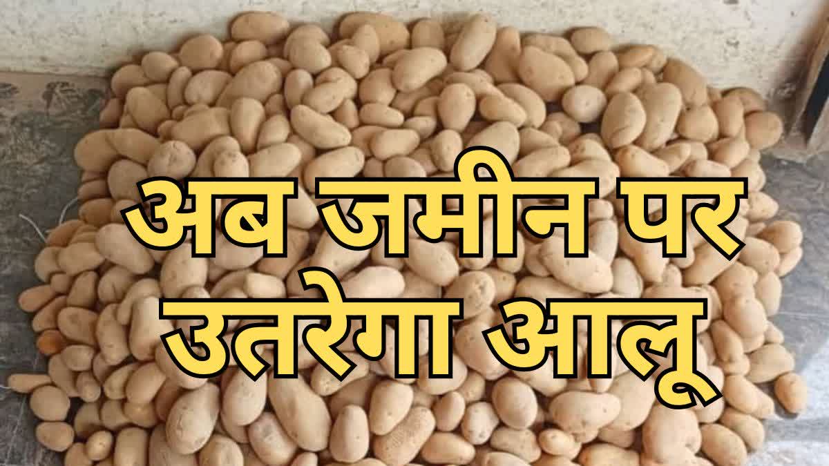 Potato prices fall in Raipur