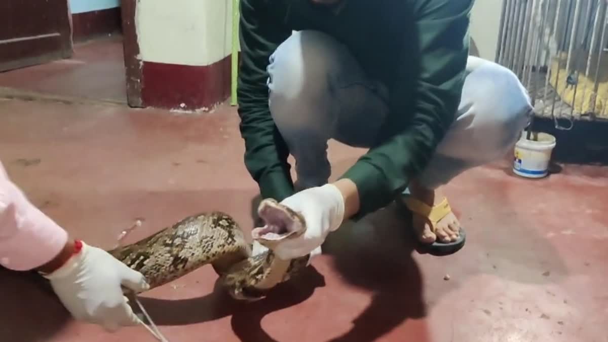 PYTHON SENT TO BHOPAL FOR OPERATION