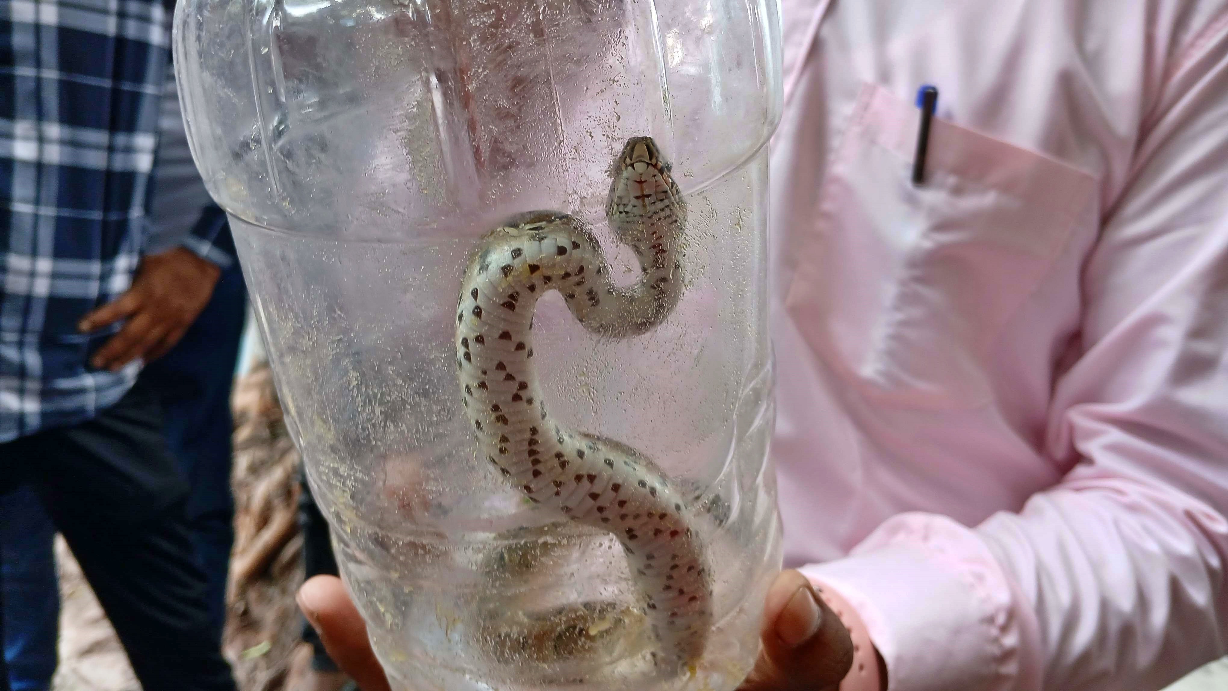 Snake Bites Child In Gopalganj