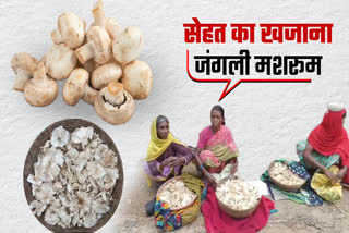 Balaghat Jangali Mushroom