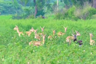 Crops Are Being Destroyed by Deer in Mahabubnagar