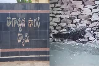 a crocodile spotted on the banks of a flood stream