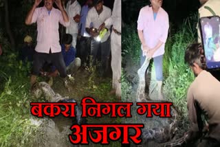 PYTHON SWALLOWED GOAT in sagar richhawar