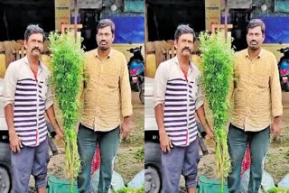 4.5 Feet Coriander Bundle in Warangal