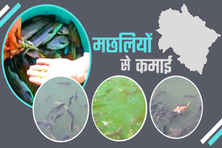 TROUT FISH FARMING UTTARAKHAND