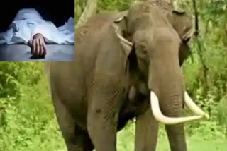 Old Man Dead in Elephant Attack