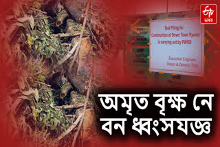 Trees cut for flyovers and road expansion in Guwahati