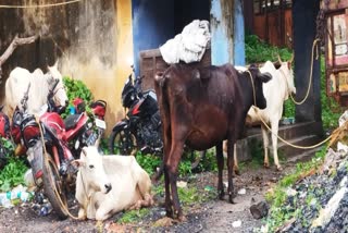 Cattle Smuggling In Giridih