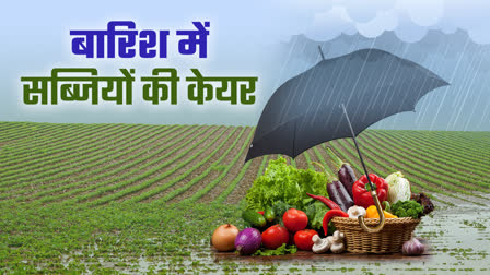 HOW TO SAVE VEGETABLE FROM RAIN