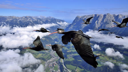 This photo provide by Waldrappteam Conservation & Research shows the migration from Northern Bald Ibis, or the Waldrapp from Seekirchen am Wallersee in Austria to Oasi Laguna di Orbetello in Italy during August and September 2022.