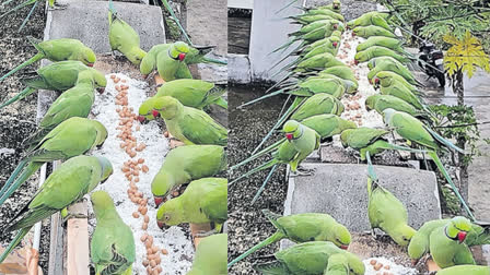 birthday party to parrots