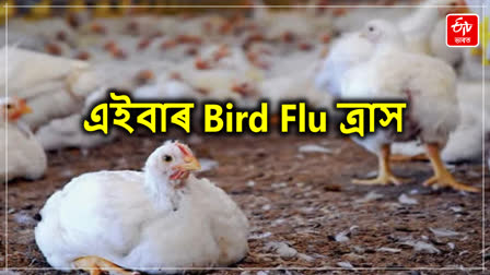 Bird Flu Outbreak In Odisha