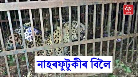 leopard caged in Jorhat