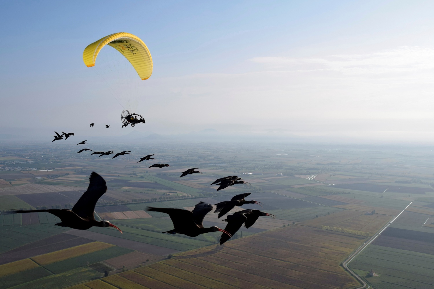 Northern bald ibis during migration assisted by humans.