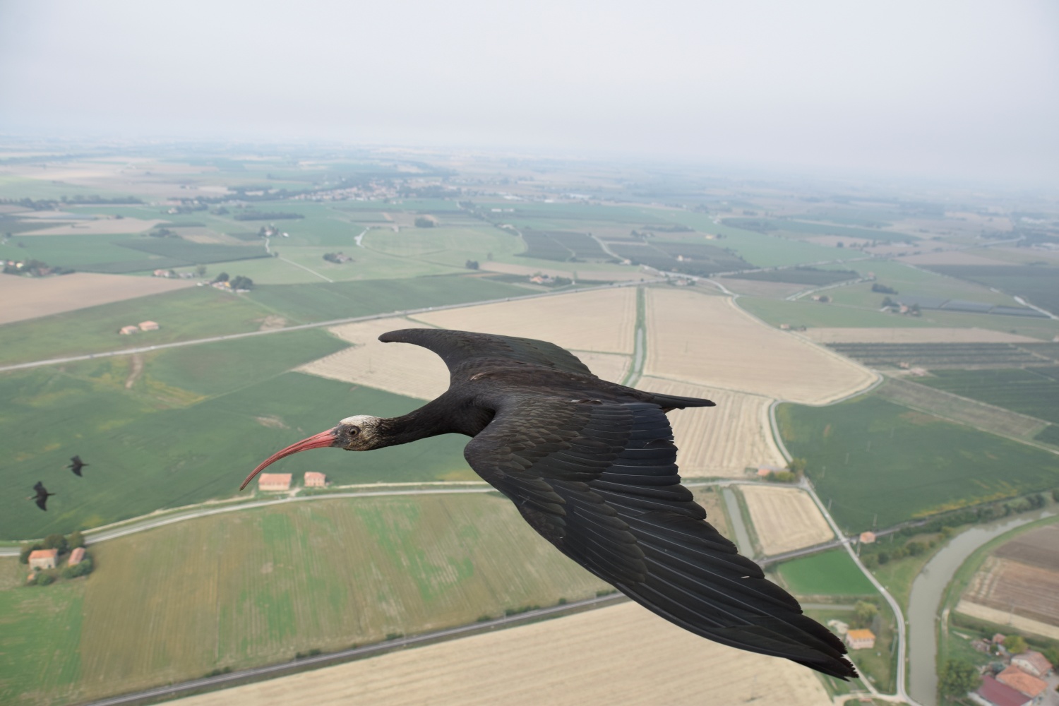 Northern bald ibis during migration assisted by humans.