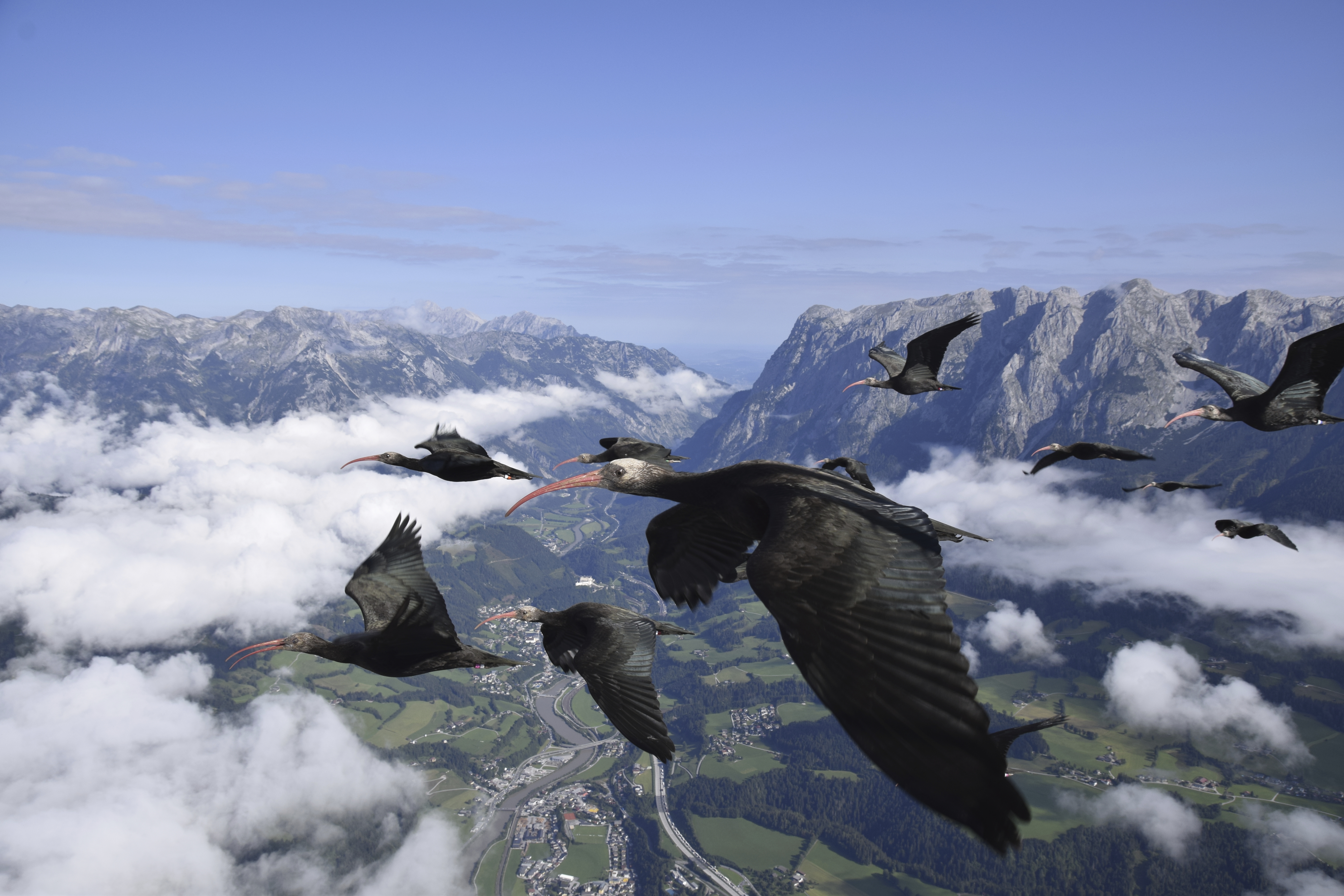 Northern bald ibis during migration assisted by humans.