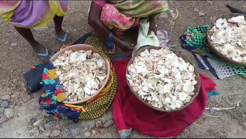 MP pihari mushroom price