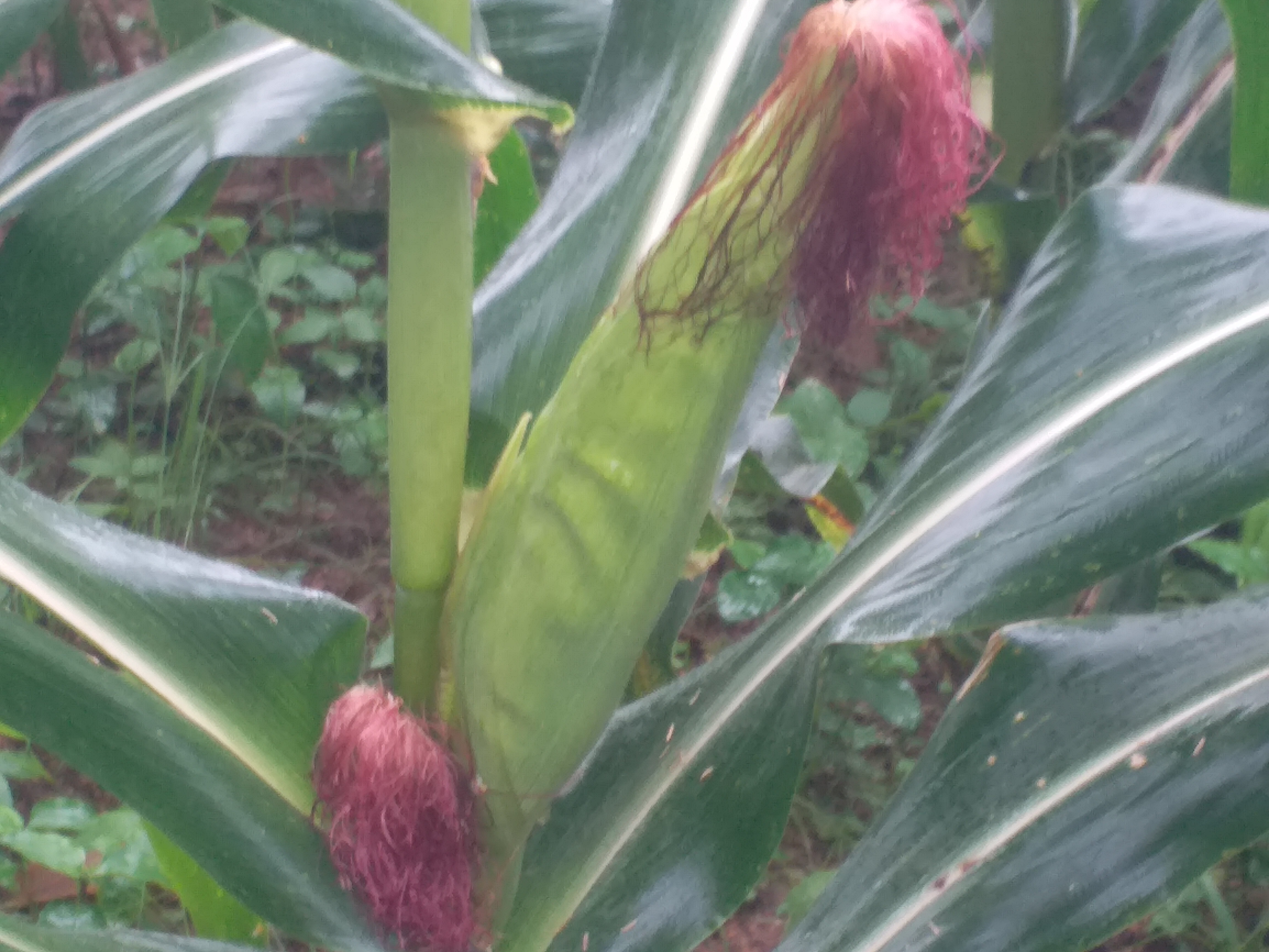 Corn crop standing Chhindwara