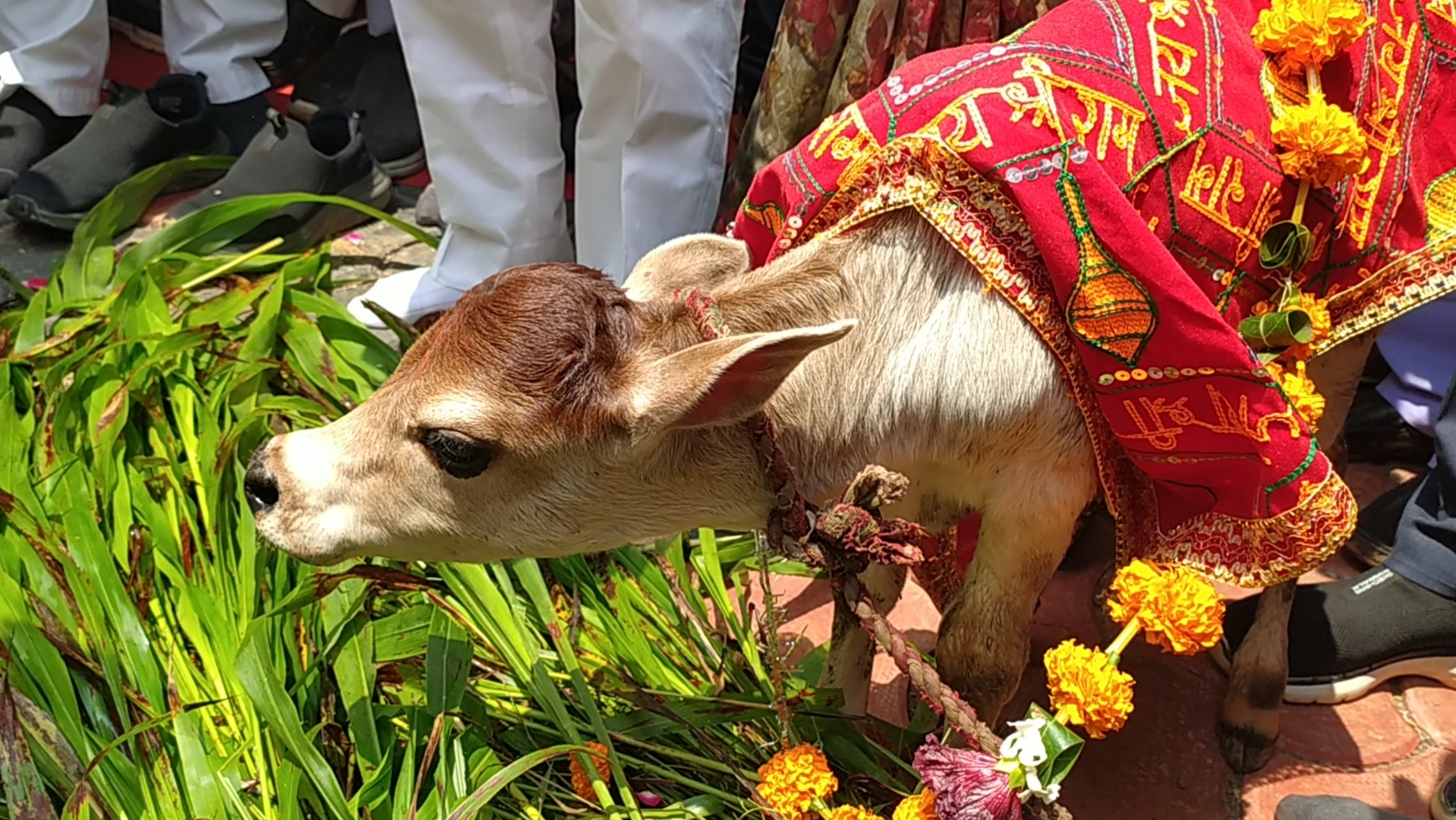 Deputy CM Celebrate Janmashtami