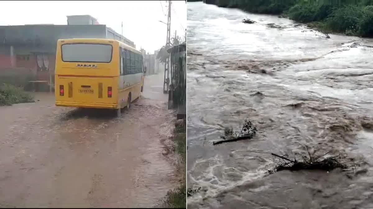 agricultural-crops-got-a-new-lease-of-life-due-to-rains-falling-for-eight-consecutive-days-in-amreli-district