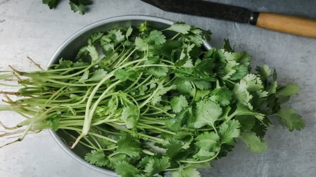 Etv BharatBENEFITS OF CORIANDER