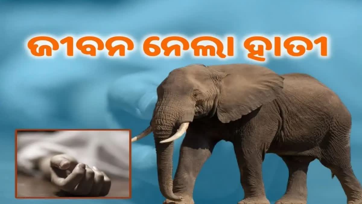 ଅନୁଗୋଳରେ ହାତୀ ଆତଙ୍କ