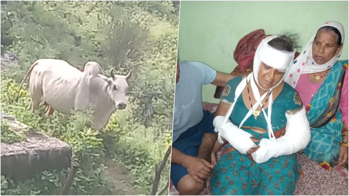 Woman Injured in Stray Bull Attack