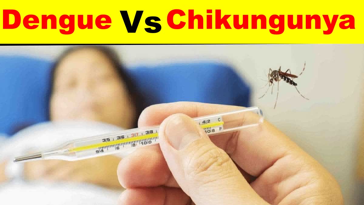 Dengue and Chikungunya