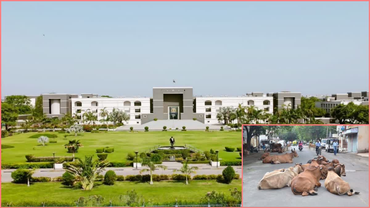 gujarat high court : રખડતાં ઢોર મુદ્દે હાઈકોર્ટે સરકારની ઝાટકણી કાઢી