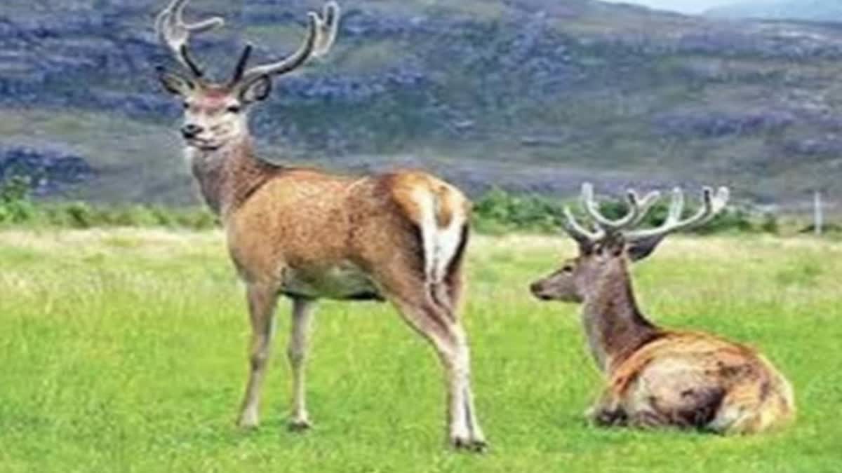 dachigam-park-entry-suspended-for-hangul-rutting-season