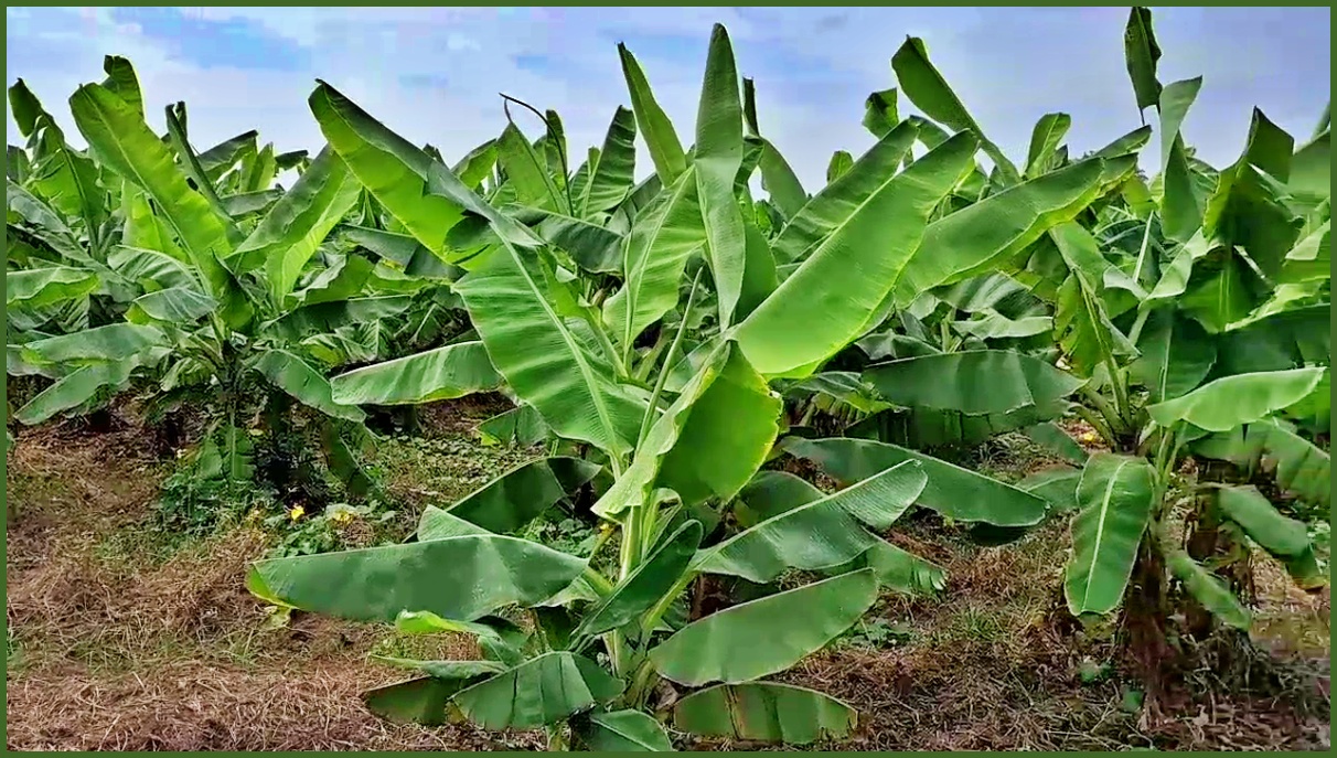 Banana Farming in Rohtak Best time to planted banana variety