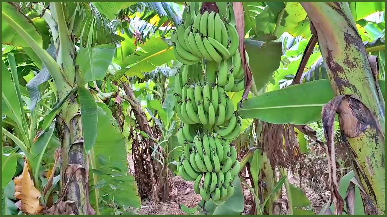 Banana Farming in Rohtak Best time to planted banana variety