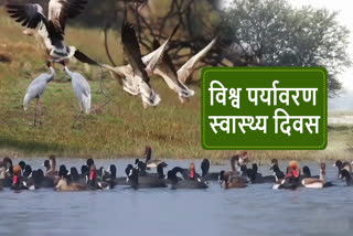 Keoladeo National Park