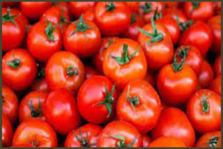 Tomato Price