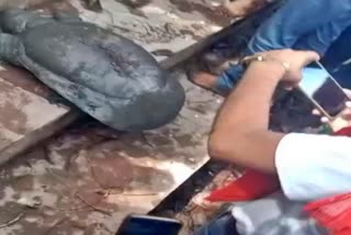 50 Kgs Tortoise Found Viral Video