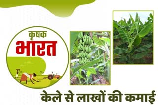 Best time to planted banana variety Banana Farming in Rohtak