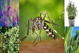 keep mosquito-repellent plants at home, there will never be a danger of dengue and malaria!