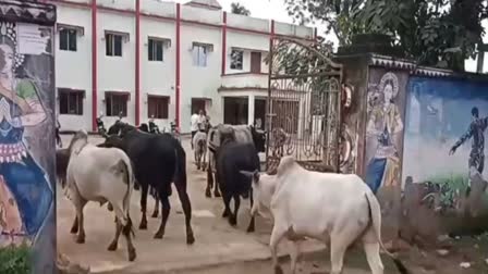 villagers left street animals at Tehsil office