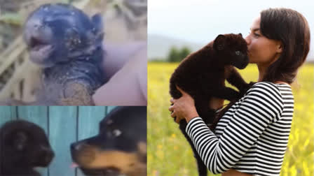 People are very fond of pets, especially dogs, but some rear cats also. They treat them like kids and take care of them very well. But, an animal lover mistakenly took a newborn animal assuming it to be a kitten, however, she was shocked to find out the truth after a few months.