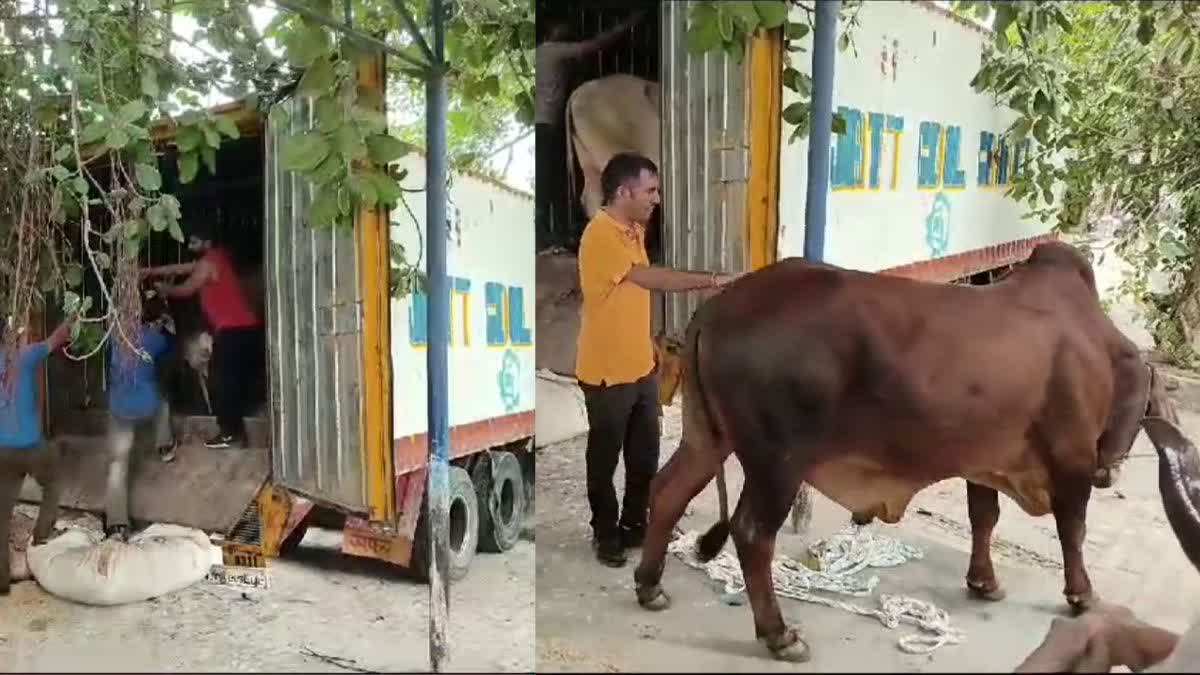 A truck full of cows was seized