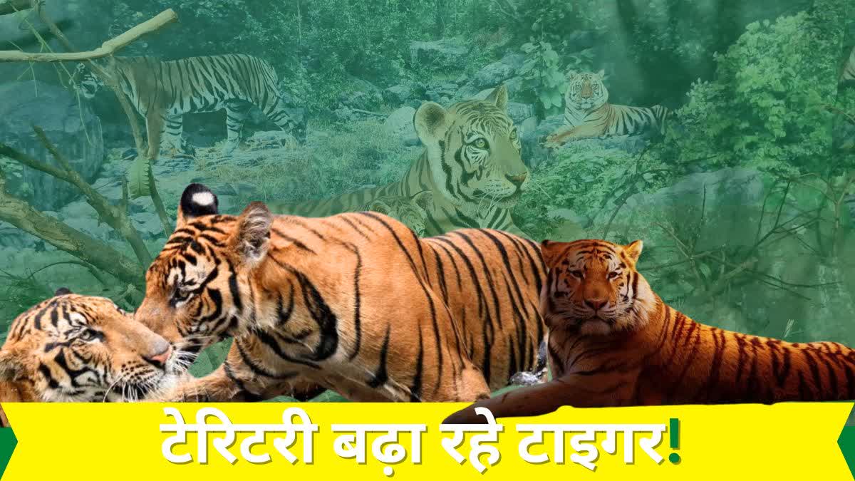 Palamu Tiger Reserve becomes important stop in movement of tigers in Jharkhand territory