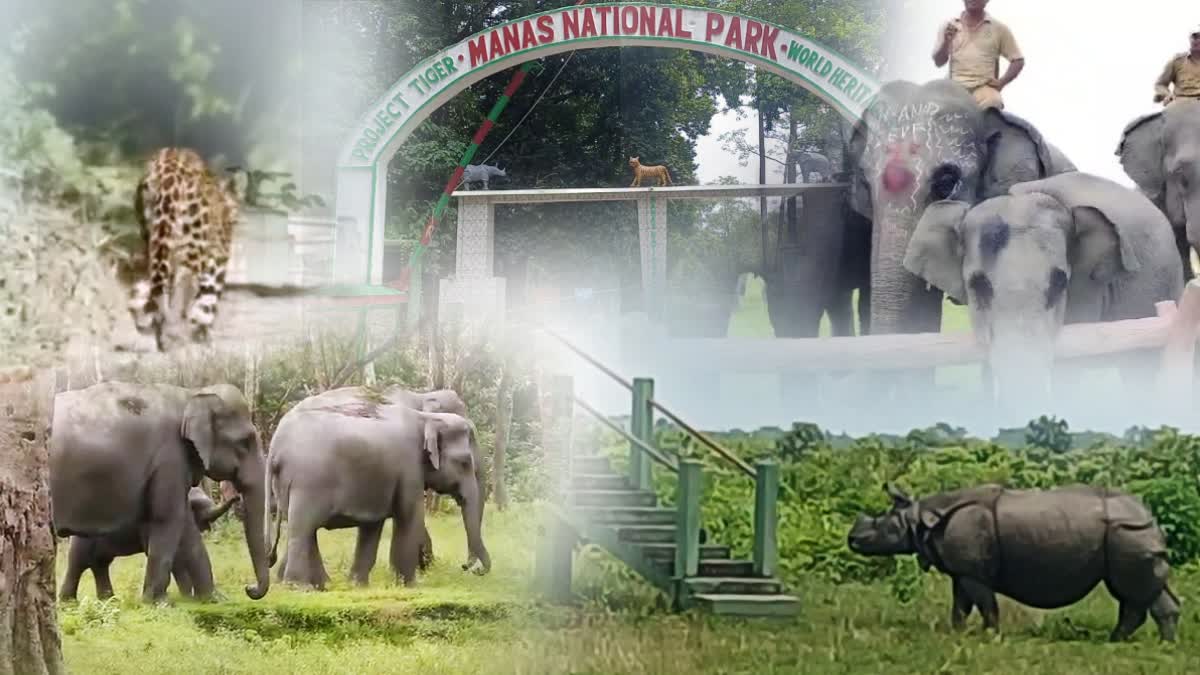 2025-26 Tourism Year of Manas National Park