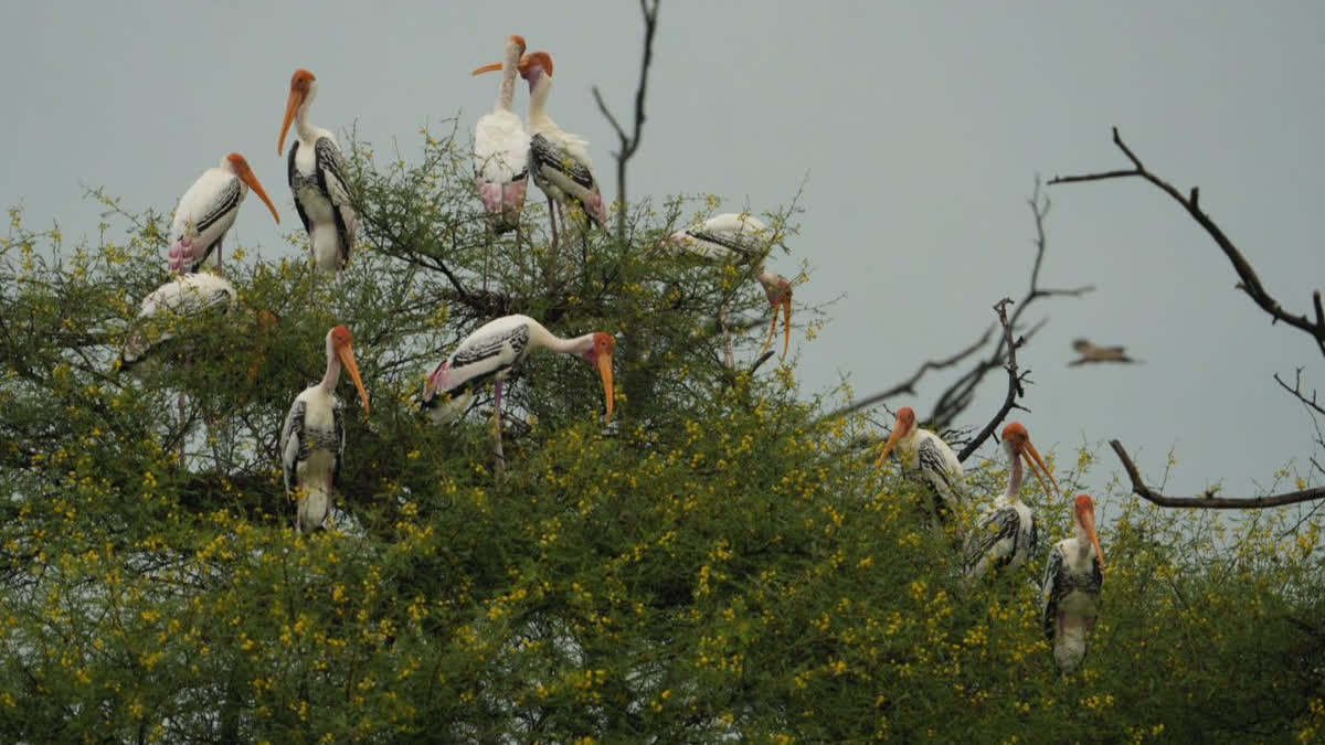 Migratory Birds in Ghana