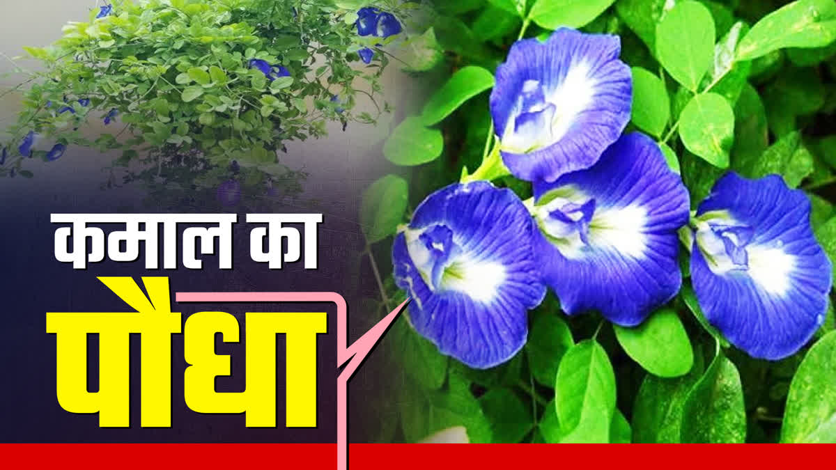 APARAJITA PLANT HOME REMEDIES