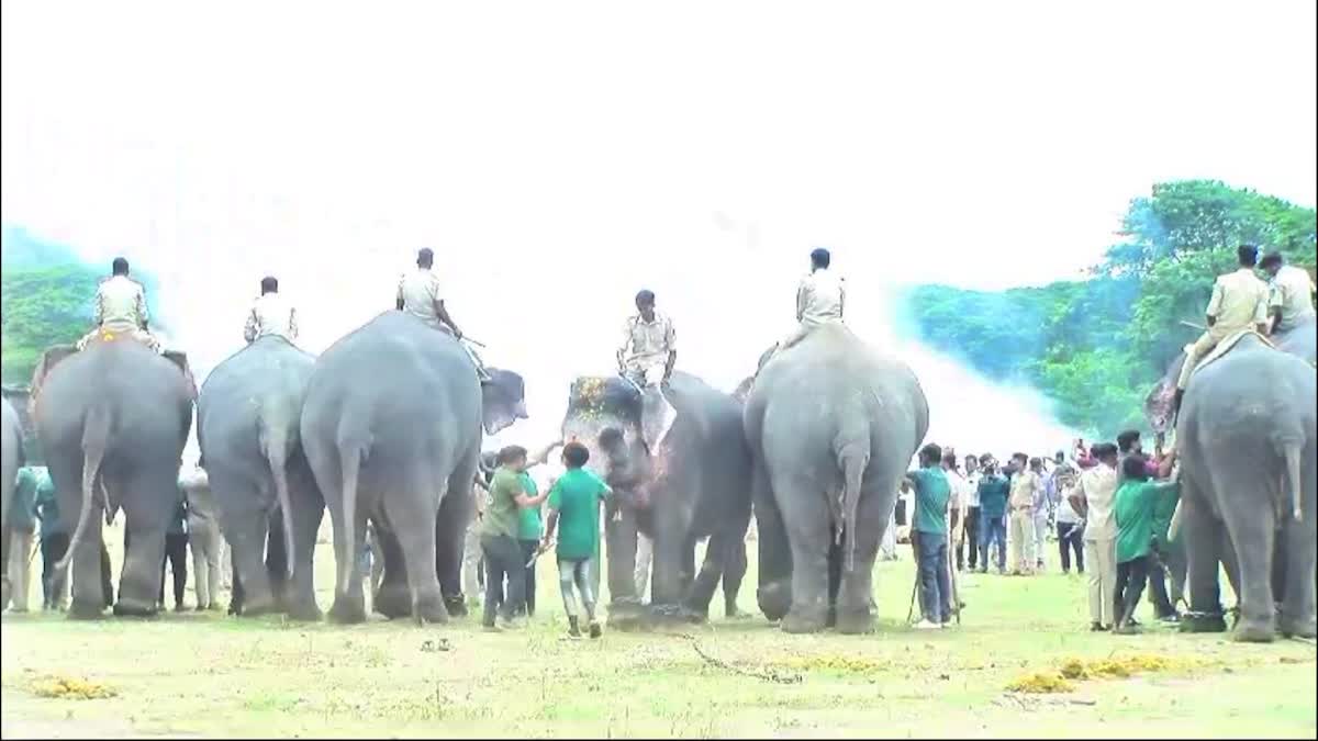 Gajapade-afraid-during-dasara-explosive-training